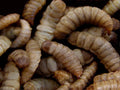 Black Soldier Fly Larvae
