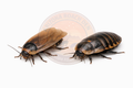 Dubia Breeder kit