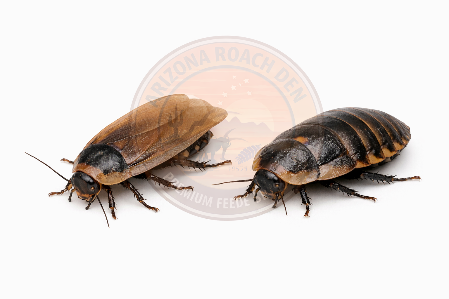 Dubia Breeder kit