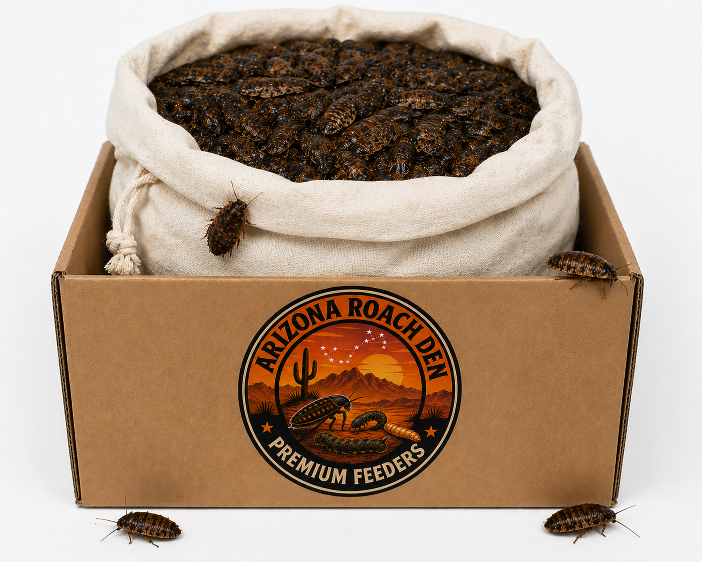 Large Dubia Roaches