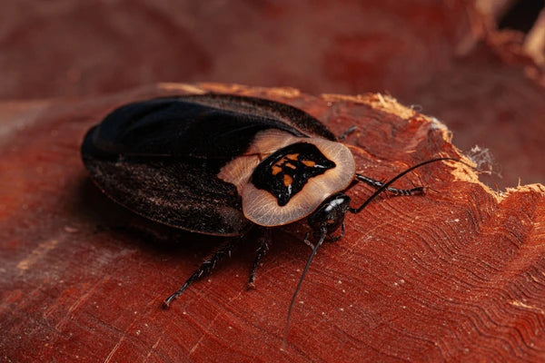 Death's head roaches