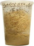 Live Flightless Friut Flies