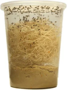 Live Flightless Friut Flies