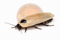Ivory Roach