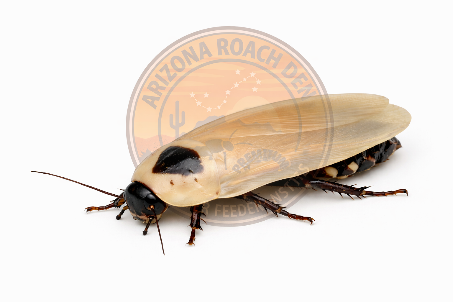 Ivory Roach