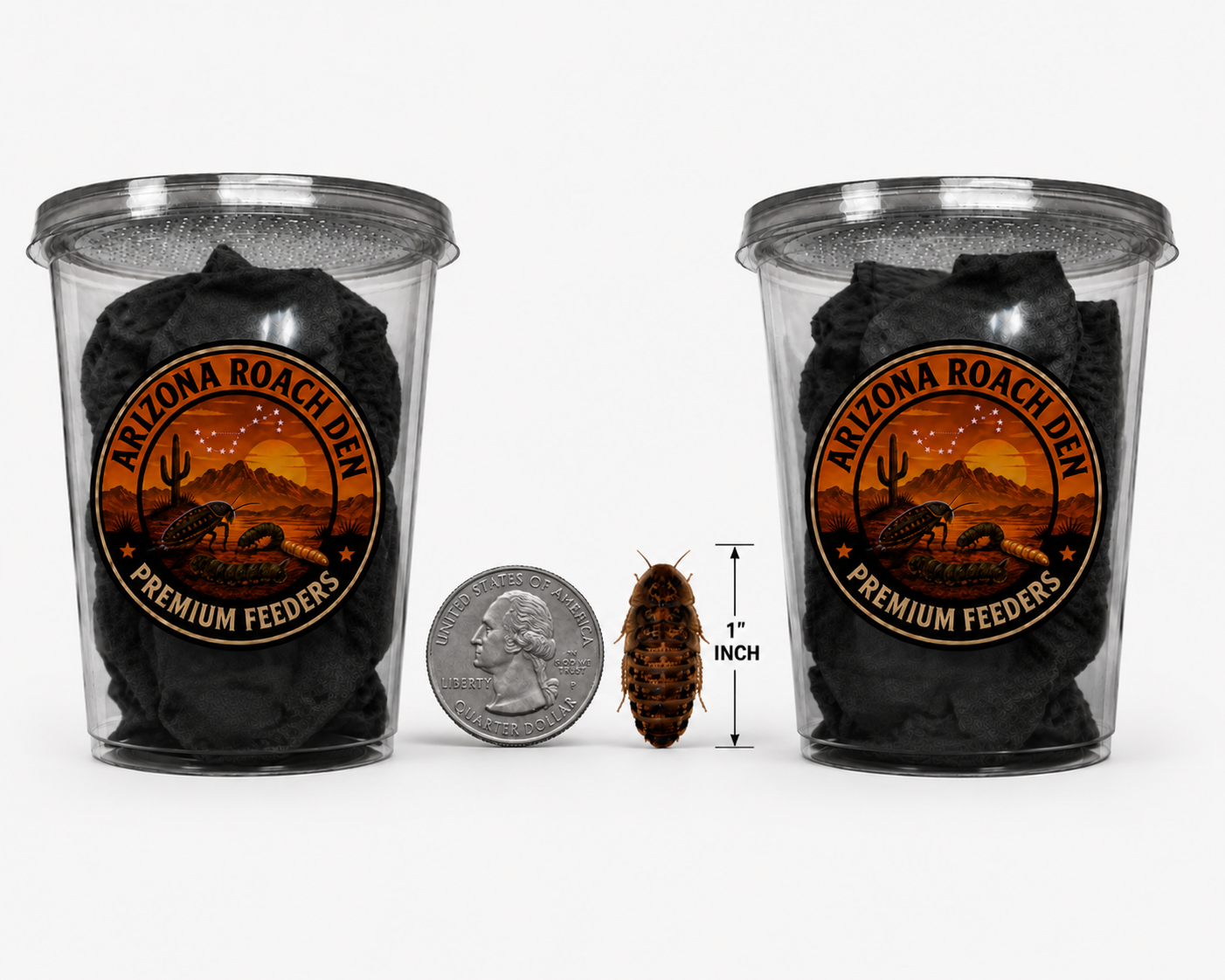 Large Dubia Roaches