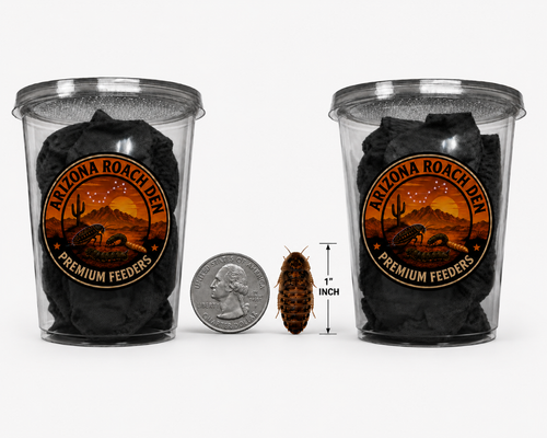 Large Dubia Roaches