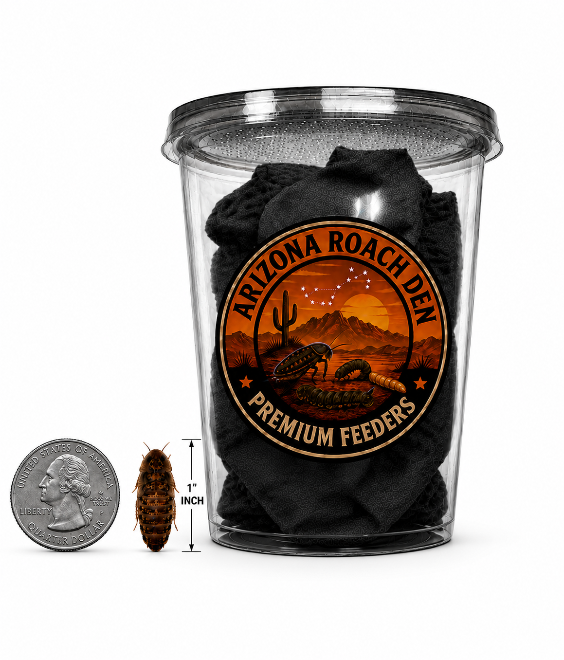 Large Dubia Roaches