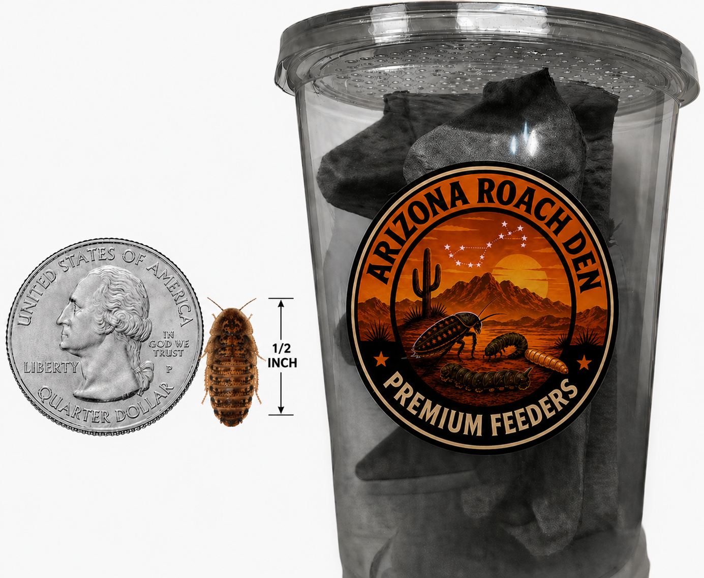 Medium Dubia Roaches