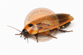 Orange head Roach
