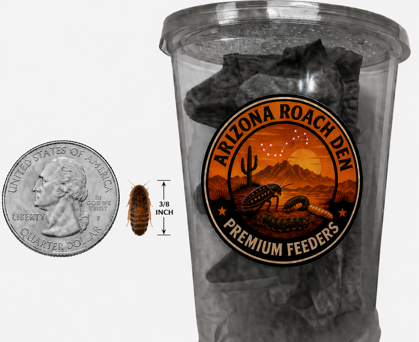 Small Dubia Roaches